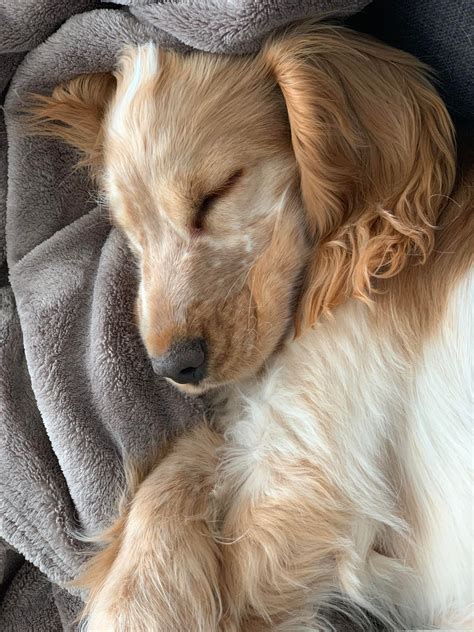 Reddit, please welcome my new 16 week old puppy 🐶 : aww