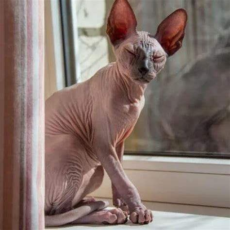 Sphynx Cat Breeds - Sphynx Cat