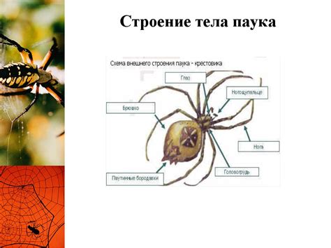 Презентация по окружающему миру "Пауки: знакомые незнакомцы"