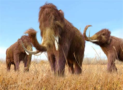 When Did Woolly Mammoths Go Extinct? - A-Z Animals