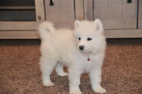 The In's and Out's of Samoyeds - Samoyed Pros and Cons — My Samoyed Family