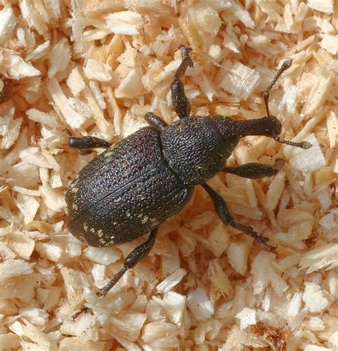 Hylobius