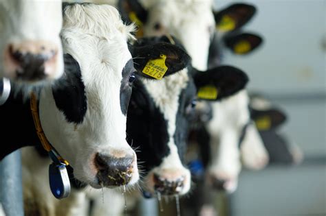 Бички на продаж для м'ясо-молочного господарства