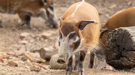 Celebrate World Pig Day at London Zoo! | London Zoo