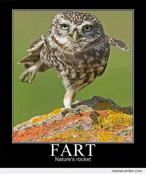16 Funny Owl Memes - For Fum And Interesting Articles | Feafum