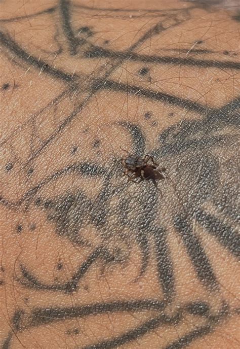 weevil spoted : r/weeviltime