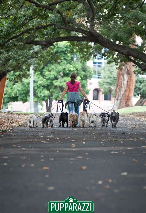 ´ᴥ` Where Are The Best Dog Parks in Melbourne? - Dog Parks Near Me