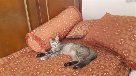 my lovely mimi : r/CatLovesThat