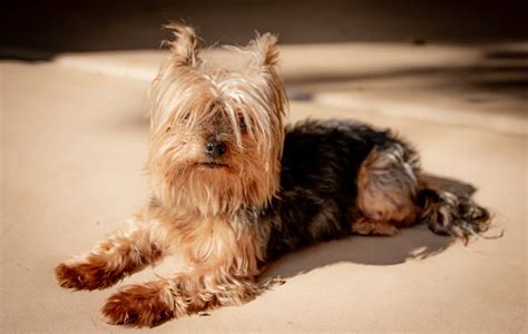 5 Ways to Help Ensure Your Yorkie Stays Cool, Calm, and Relaxed ...