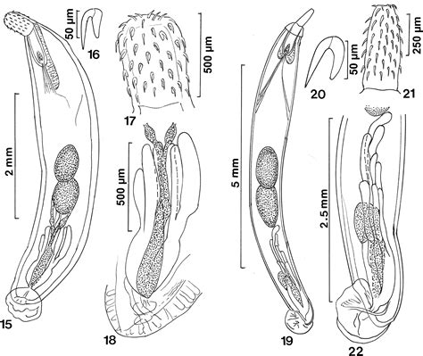 Acanthocephalans from fishes and amphibians in Vietnam, with ...