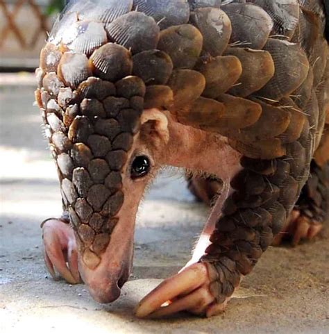 Pangolin film continues to put elusive creature in global spotlight