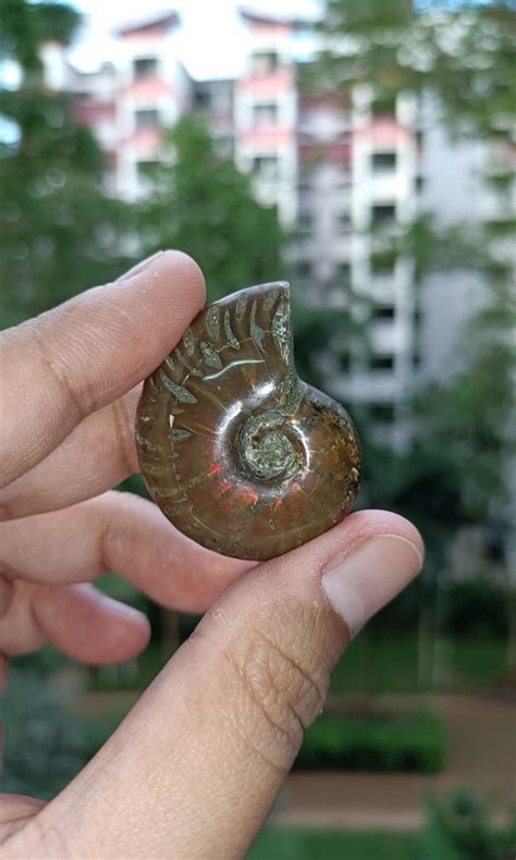 Ammonite, Women's Fashion, Jewelry & Organisers, Precious Stones on ...