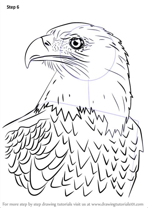 Step by Step How to Draw Bald Eagle Head : DrawingTutorials101.com