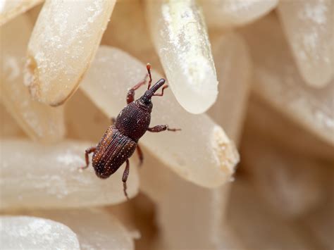 Rice Weevils | Identification & Behaviors | Florida Pest Control
