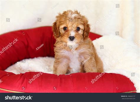 6 Cava Poo Puppies Royalty-Free Photos and Stock Images | Shutterstock