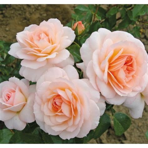 Шлосс Ойтин (Rosa Schloss Eutin)