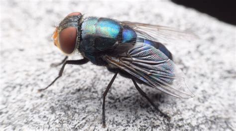 How To Get Rid of Cluster Flies: Simple, Effective Solution and Ideas