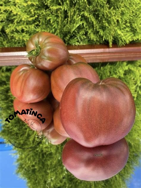 Гном Пурпурное сердце (Dwarf Purple Heart) – Tomatinсa.ru