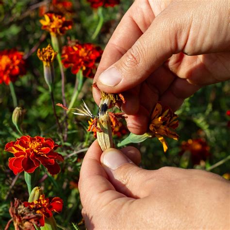 How To Save Marigold Seeds With Ease - And Grow For Free!
