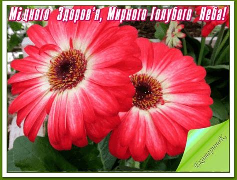 Міцного Здоров'я, Мирного Голубого Неба!