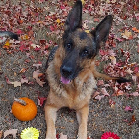 Top 4 Best German Shepherd Rescues in Oregon