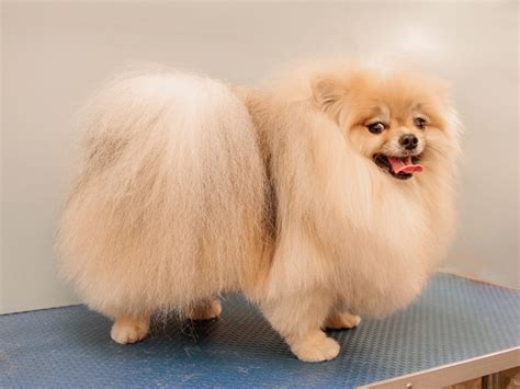 Стрижка Шпица - груминг в Москве - цена в салонах Puffy-Groom
