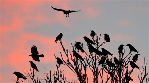 Swarm Of Crows