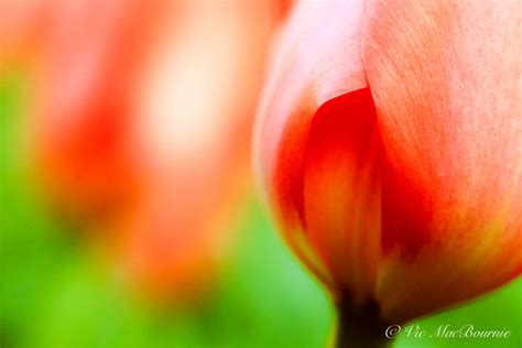 Flower photography: Planting the seed for creative flower photography ...