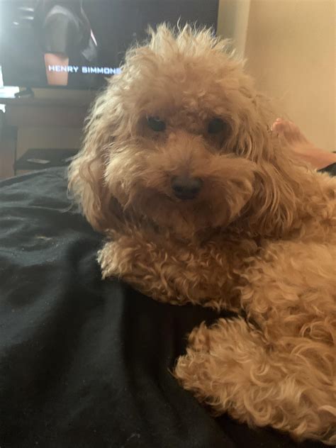Poofy the Poodle : r/Eyebleach