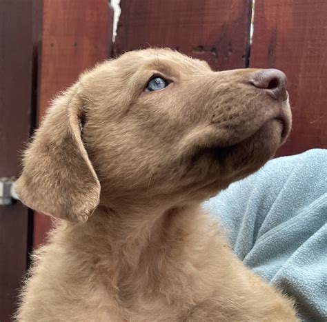 New Puppies Available in 2023 – Central California Chesapeake Bay