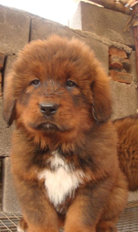 red tibetan mastiff puppy tibetan mastiff dog tibetan mastiff puppy tibetan mastiff