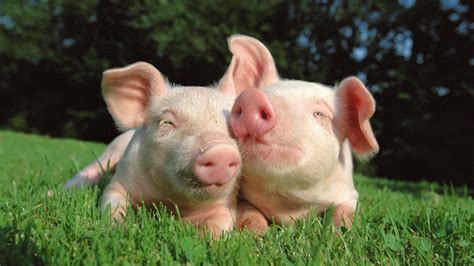Imagen - Sonar-cerdos-puercos.jpg | Wiki Reino Animalia | FANDOM ...