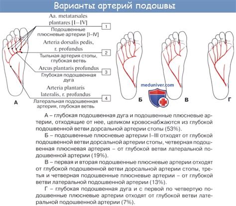 Анатомия: Подошвенные артерии. Медиальная и латеральная подошвенная ...