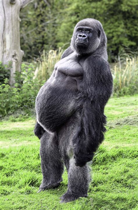 [100+] Funny Gorilla Pictures | Wallpapers.com