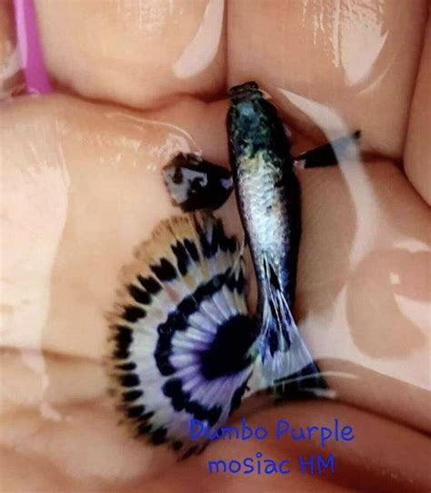 Dumbo Guppy for Sale Online | Buy Dumbo Guppy tropical fish here ...