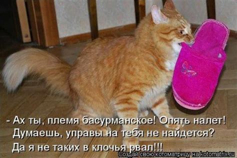 Лучшая котоматрица недели (23 фото)