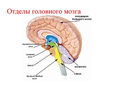 Отделы головного мозга - online presentation