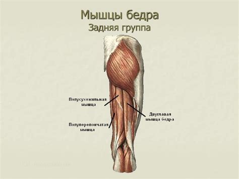 Мышцы конечностей - презентация онлайн