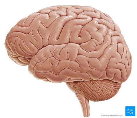 Cerebral Cortex Anatomy