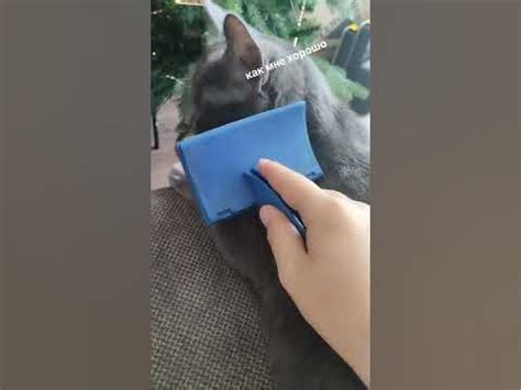 котик улыбается - YouTube
