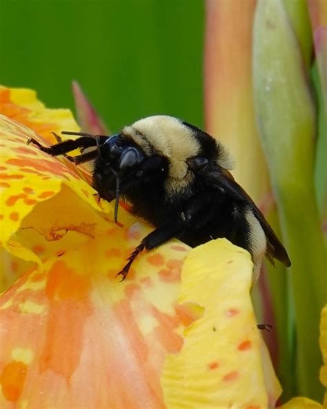 Big Bumble on Behance