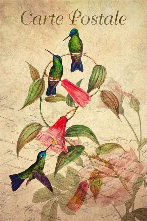 Vintage Hummingbird Birds Flowers Free Stock Photo - Public Domain Pictures
