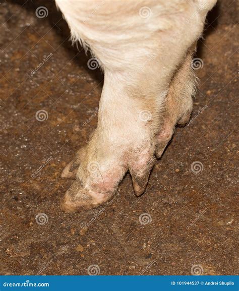 do pigs have hooves 6