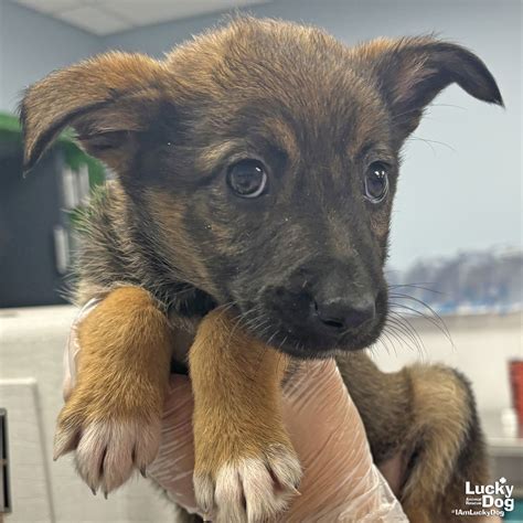 Dog for Adoption - Nubbs, a Shetland Sheepdog Sheltie in Brambleton, VA | Alpha Paw