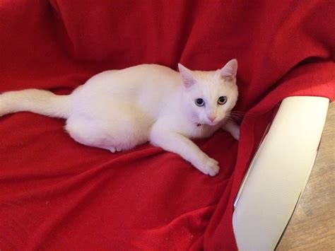 Коты альбиносы - картинки и фото koshka.top