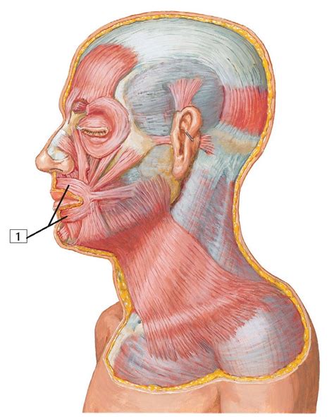 Orbicularis oris muscle Anatomy - wikitomy
