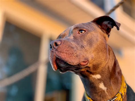 Debunking the Myth: Scary Pit Bulls Reveal a Complex Breed