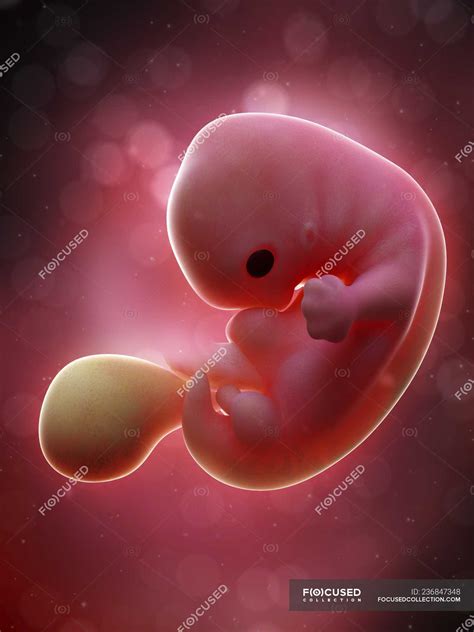 Illustration of human foetus on week 7 of pregnancy. — foetal, 3d