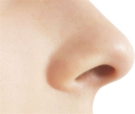 Nose PNG Free Image - PNG All