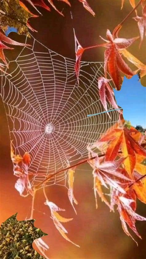 осенние листья | Осенние виды, Осенние картинки, Осенние фотографии
